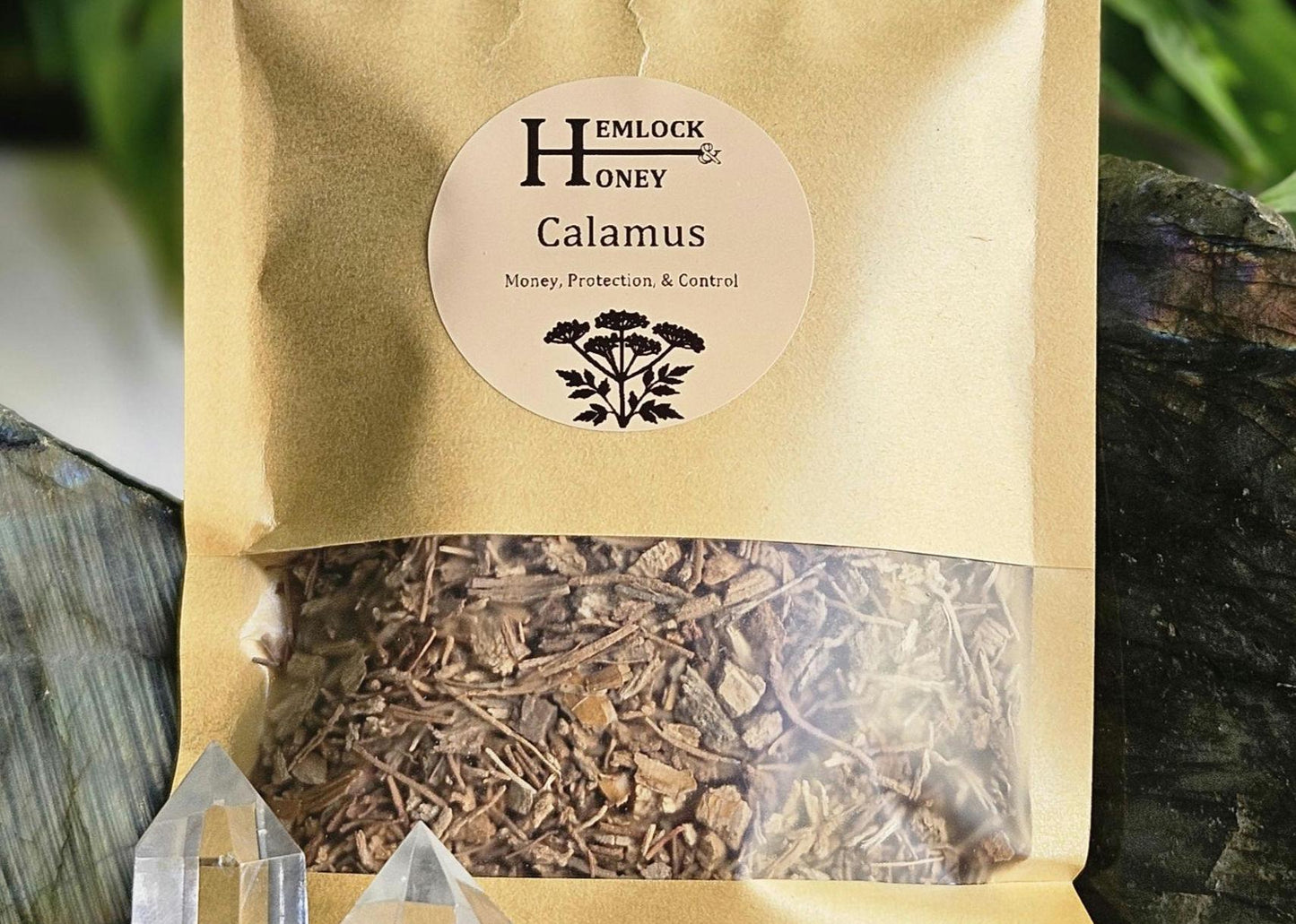 Calamus Root (Sweet Flag) for Binding, Baneful, Commanding, & Protection Workings