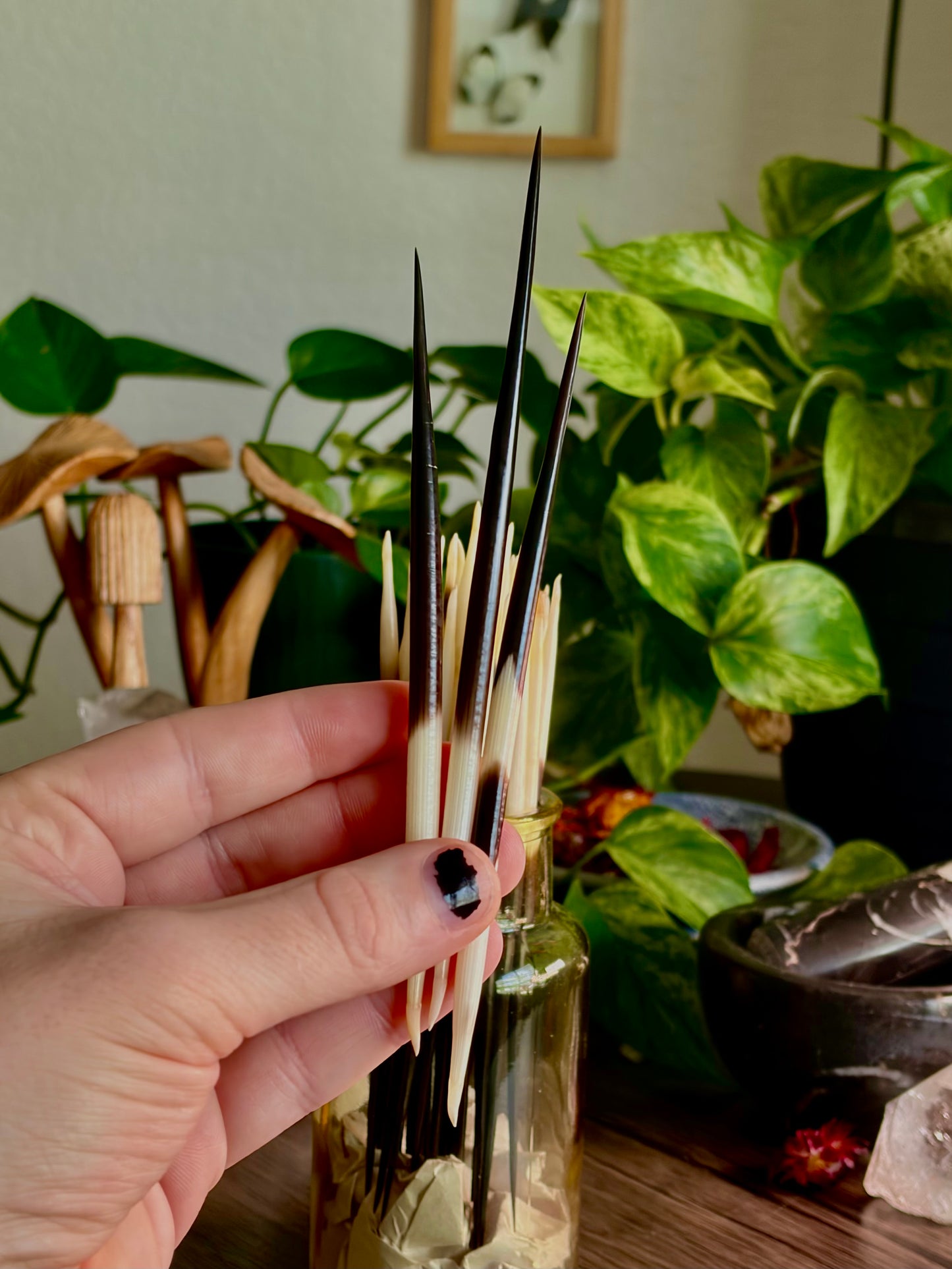 Porcupine Quills for Protection & Sigil Drawing