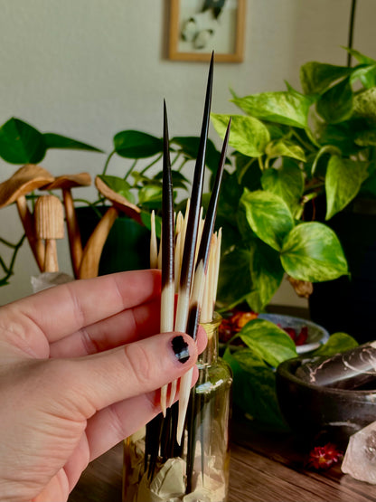 Porcupine Quills for Protection & Sigil Drawing