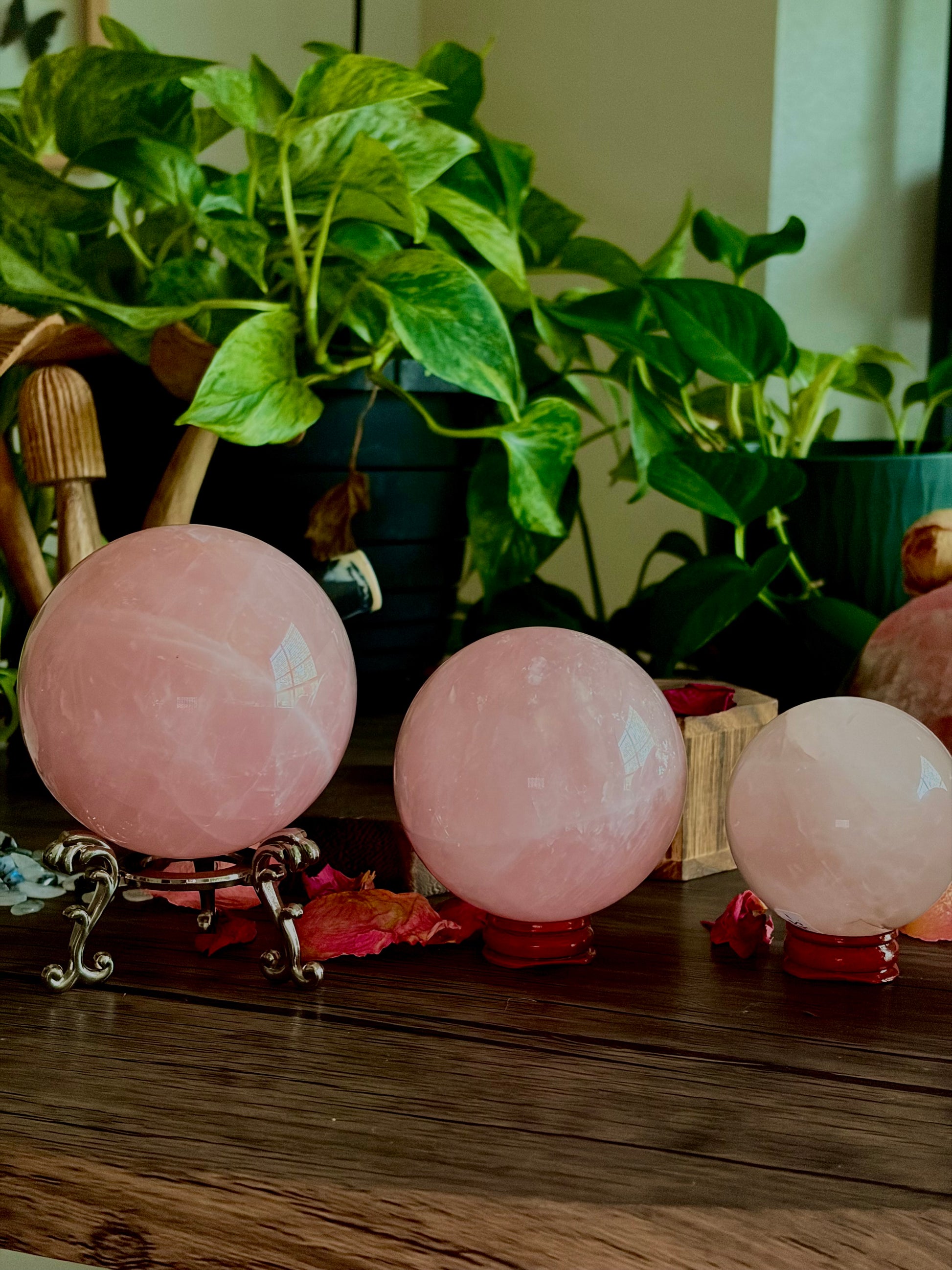 Rose Quartz Spheres - XL Spheres, Medium/ Star Rose Quartz - Hemlock & Honey