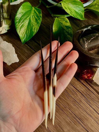 Porcupine Quills for Protection & Sigil Drawing