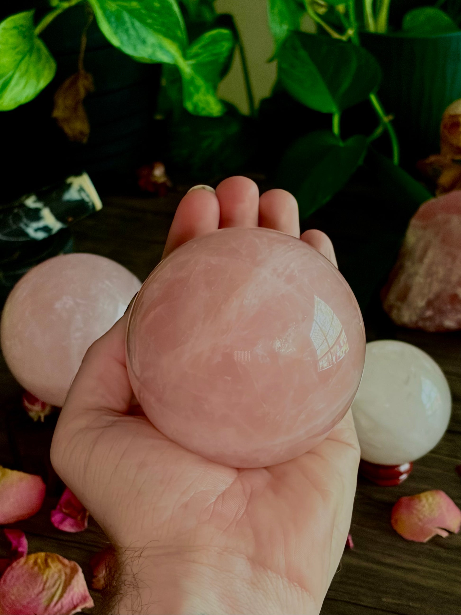 Rose Quartz Spheres - XL Spheres, Medium/ Star Rose Quartz - Hemlock & Honey
