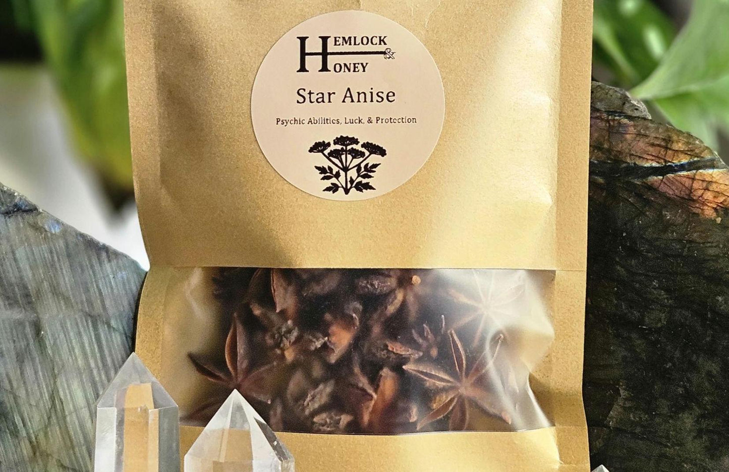 Star Anise Pods for Protection, Luck, and Psychic Awareness