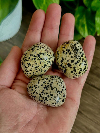 Dalmatian Jasper Tumbles- Joy, Inner Youth, Emotional Balance