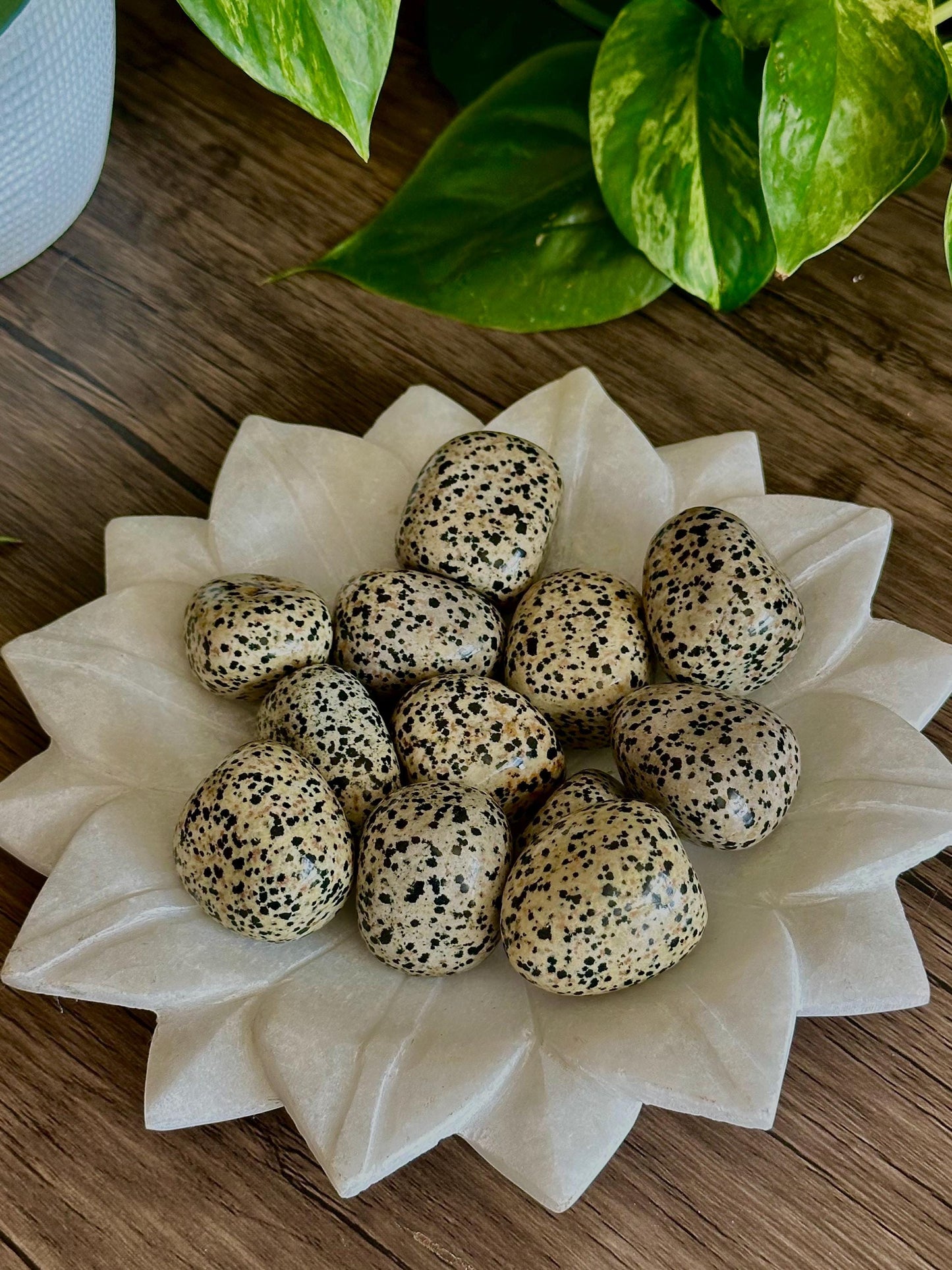 Dalmatian Jasper Tumbles- Joy, Inner Youth, Emotional Balance